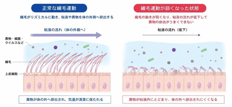 繊毛運動イメージ