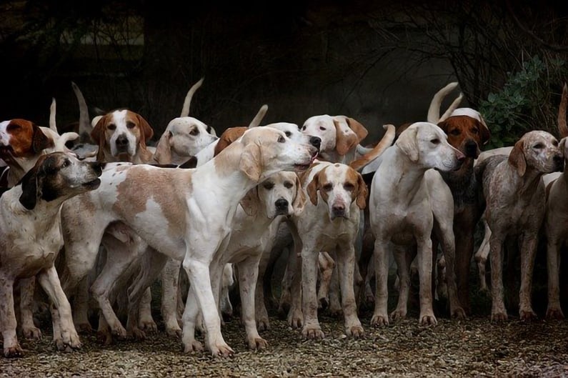 Multiple dogs in a pack