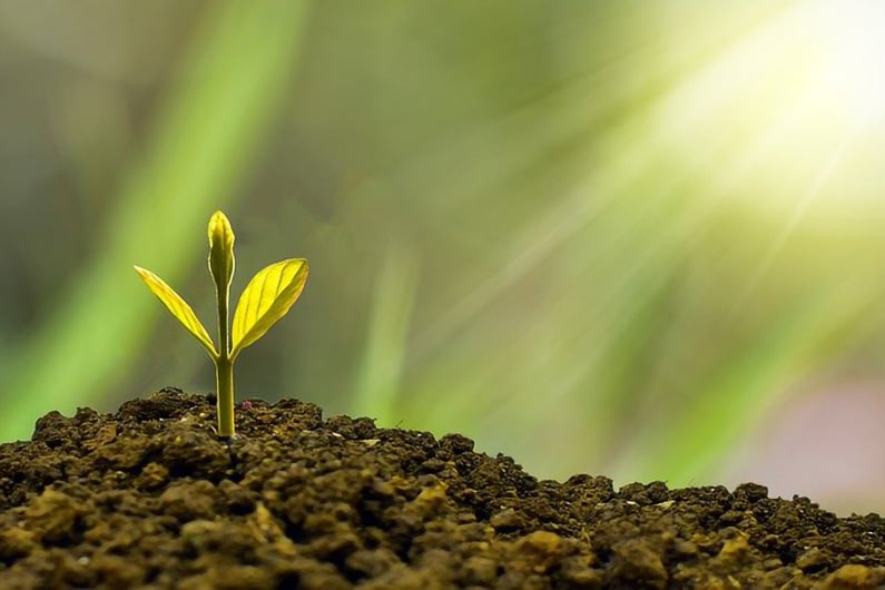 A sprout of hope is growing
