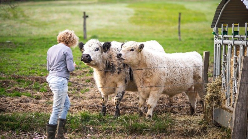 dairy farmer and cows