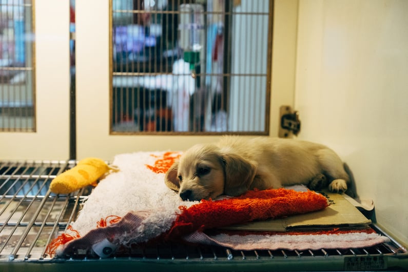 Pupy in quarantine