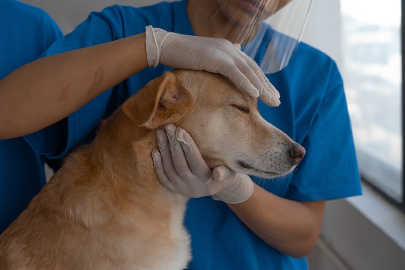 Vet is examining dog