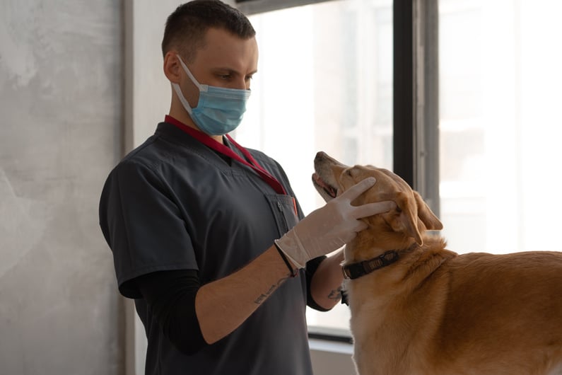 A vet examining a dog's mouth