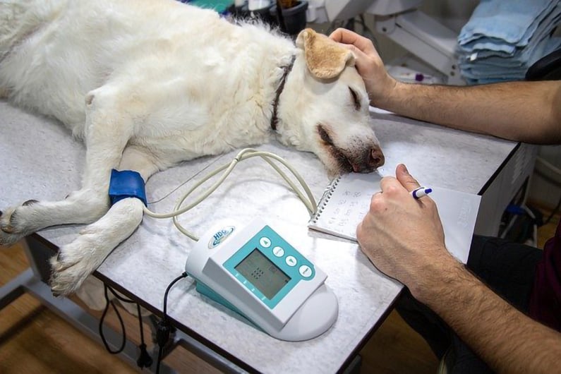 Dog being examined